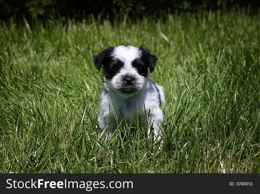 Black and White Puppy walking in grass.