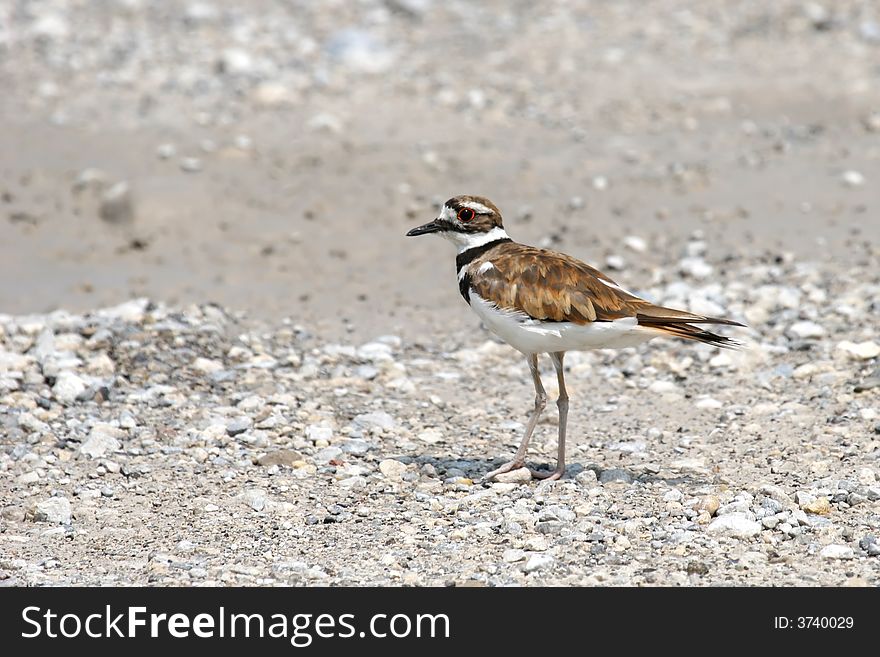 Killdeer bird walking in muddy gravel area