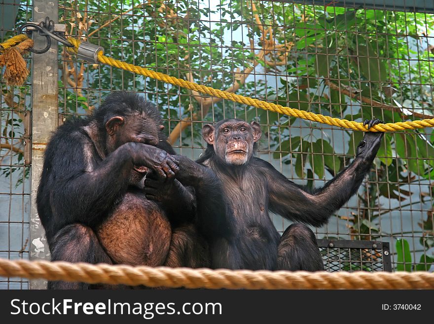 Captive male and female Chimpanzees in a zoo