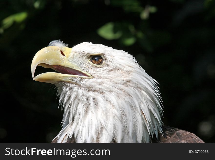 American Bald Eagle in the sun light