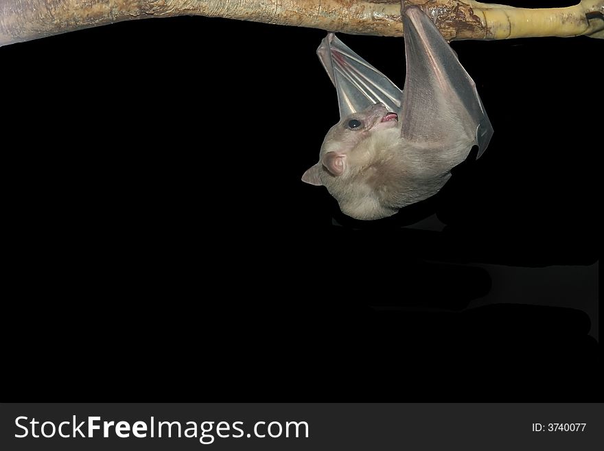 Fruit Bat hanging from a tree branch in the dark. Fruit Bat hanging from a tree branch in the dark