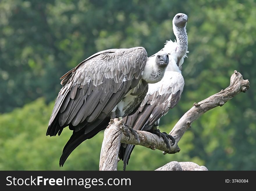 A pair of Vultures perched on a dead tree branch