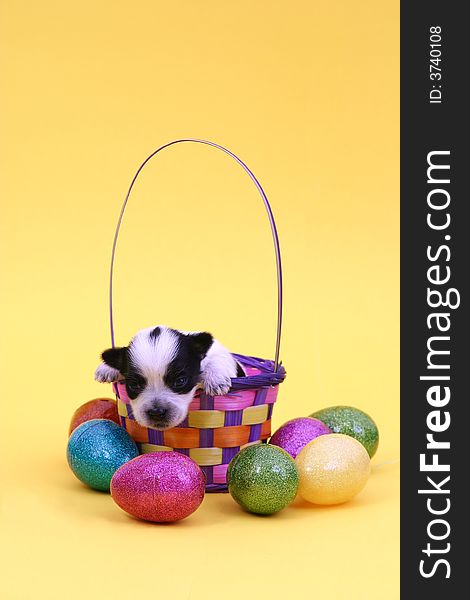 Puppy in an Easter basket with yellow background. Puppy in an Easter basket with yellow background.