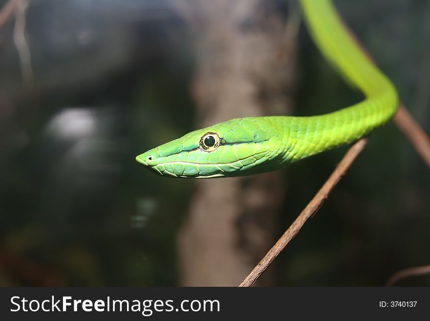 Green Snake in the dark in a tree