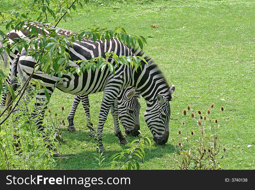 A pair of grazing zebra at a zoo. A pair of grazing zebra at a zoo
