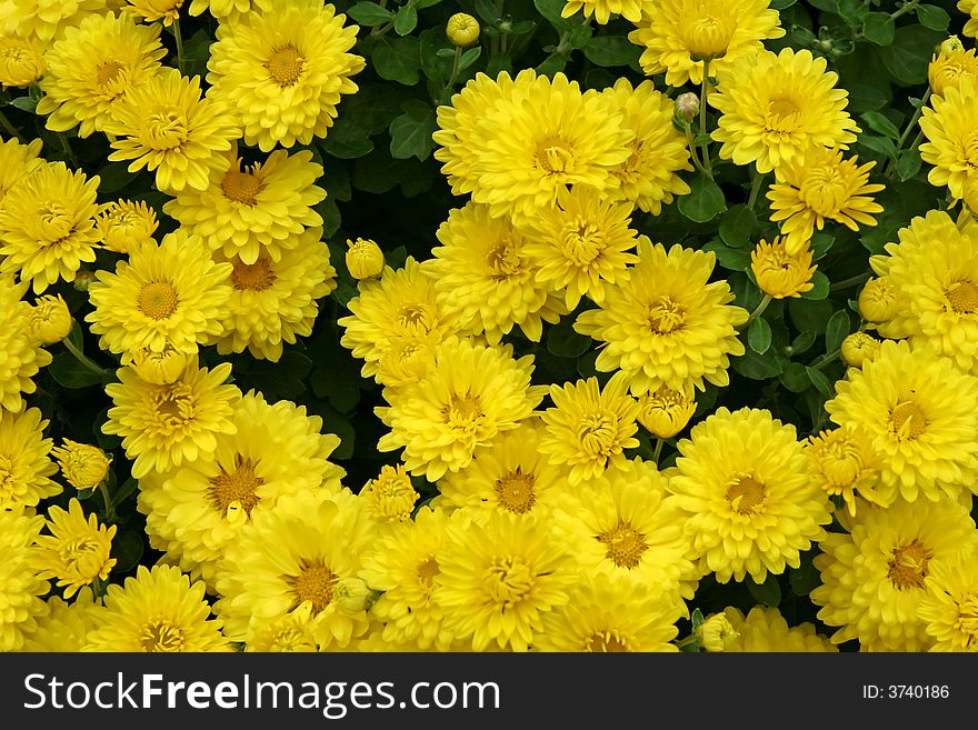 Close picture of a yellow Chrysanthemum plant