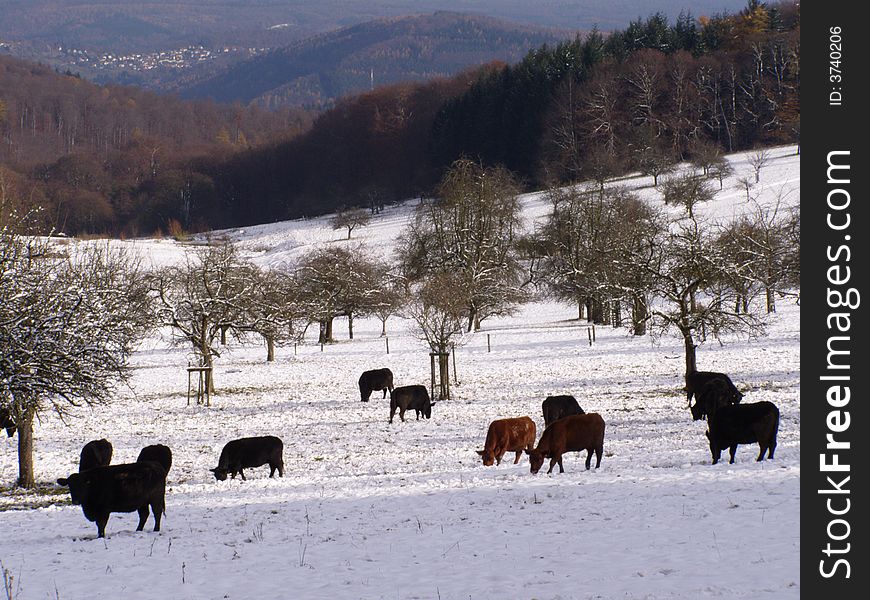Browsing bulls in the snowy mountains near Heidelberg, Germany. Browsing bulls in the snowy mountains near Heidelberg, Germany