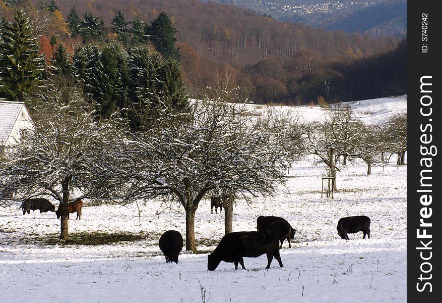 Browsing bulls and snow-covered trees in the mountains near Heidelberg, Germany