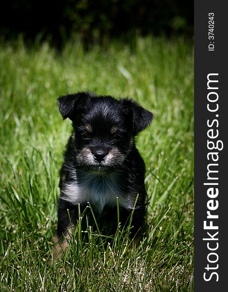 Black puppy in tall grass.