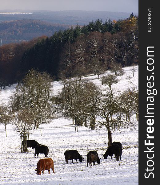 Bulls browsing in the snowy orchard in mountains near Heidelberg, Germany. Bulls browsing in the snowy orchard in mountains near Heidelberg, Germany