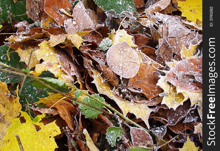 The autumn leafs of different trees with hoarfrost on the ground. The autumn leafs of different trees with hoarfrost on the ground