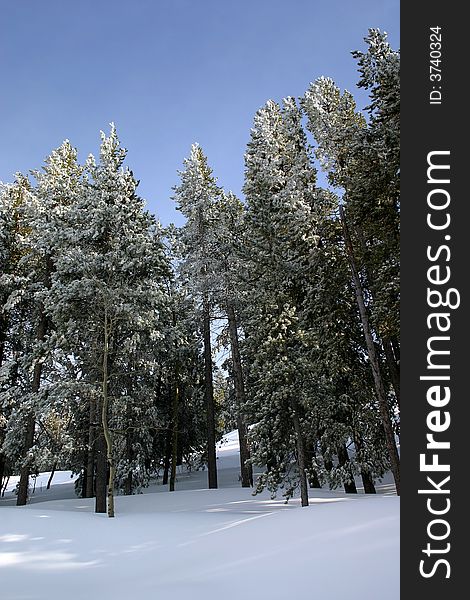 Pine Trees Covered With Snow