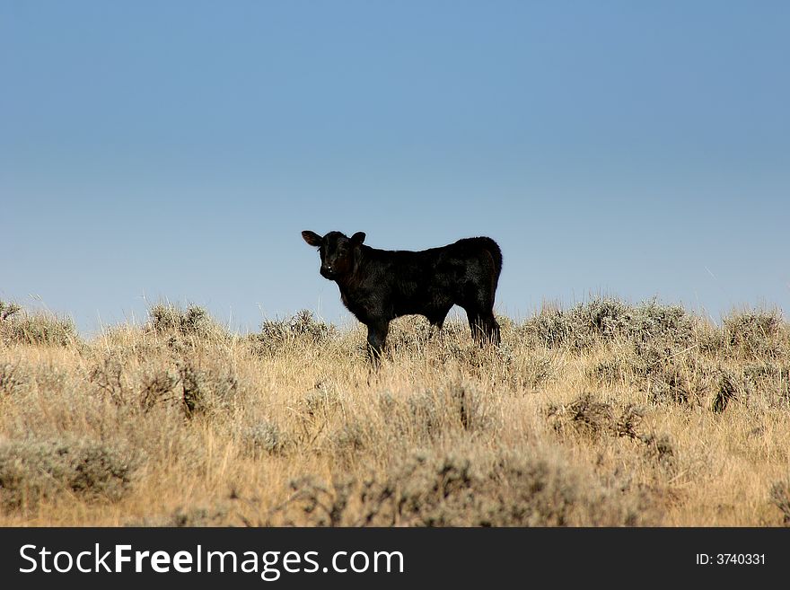 Black calf in field with Blue sky.