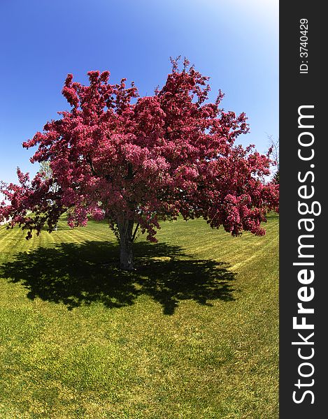 Crab apple or cherry tree in bloom in the spring. Crab apple or cherry tree in bloom in the spring