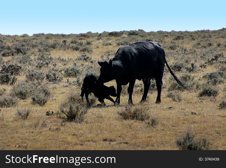 Cow and Her Calf