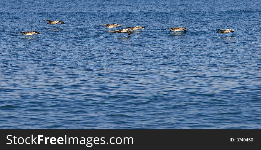 Flock of Pelicans gliding over the ocean