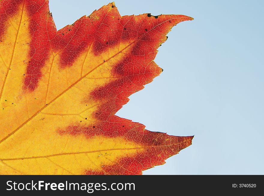 Maple leave with changing colors yellow and red