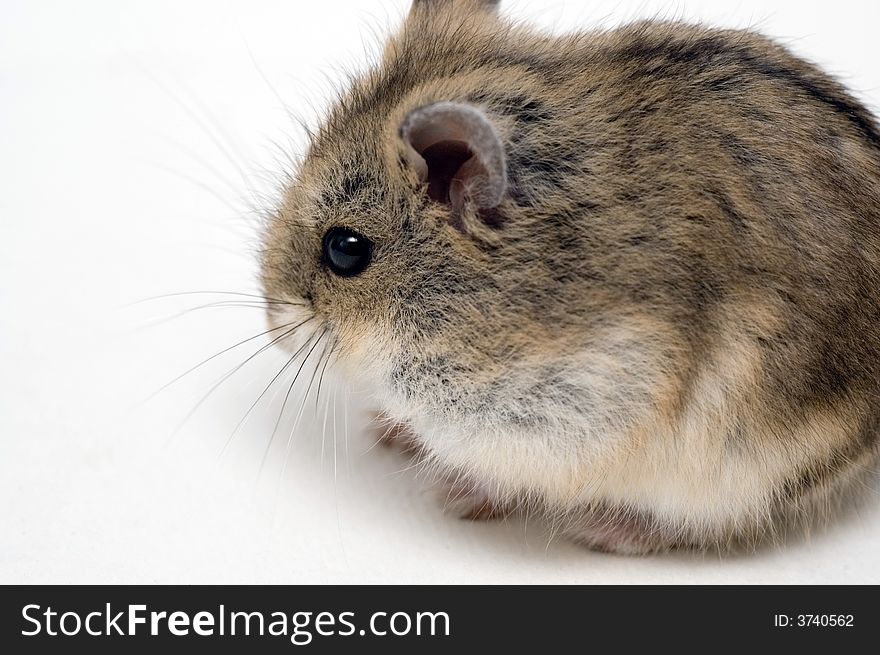 Hamsterin front of a white background