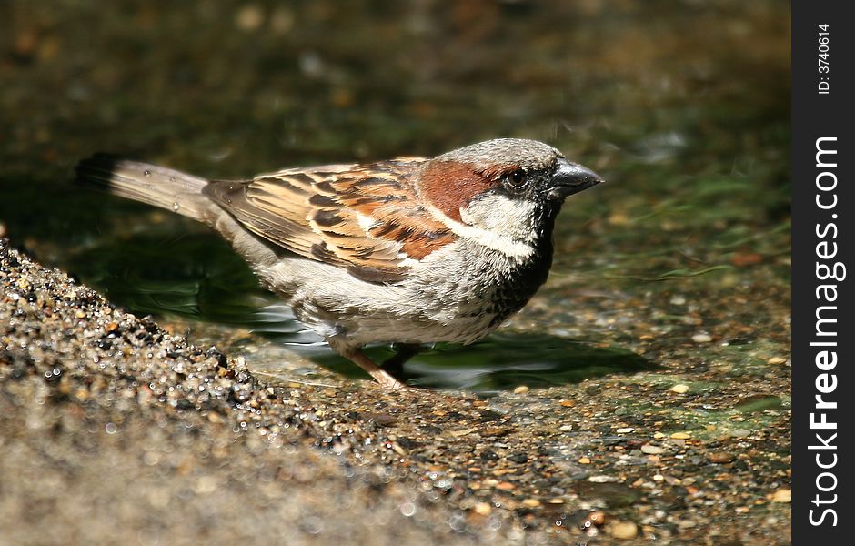 A common city House Sparrow.