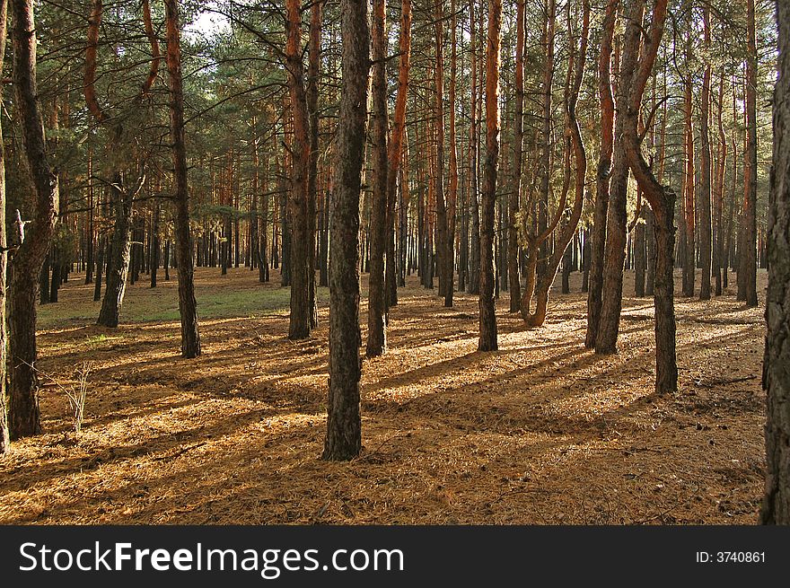 Decline In Pine To A Pine Forest