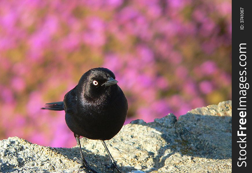 Black bird on pink background