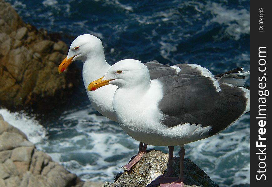 Seagull Couple standing on a rock. Ocean in the background