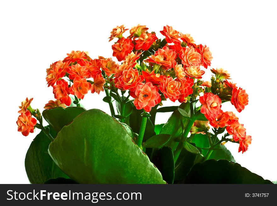 Tiny red flower isolated on white