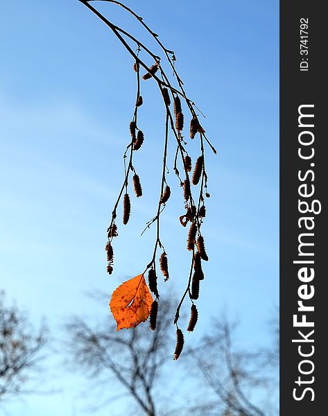 Last leaf on a background of the flown trees