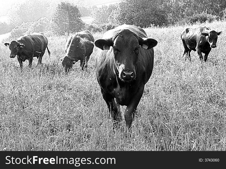 Cows. Typical domestic animals. What to say more (minimal 5 words comment). Cows. Typical domestic animals. What to say more (minimal 5 words comment).
