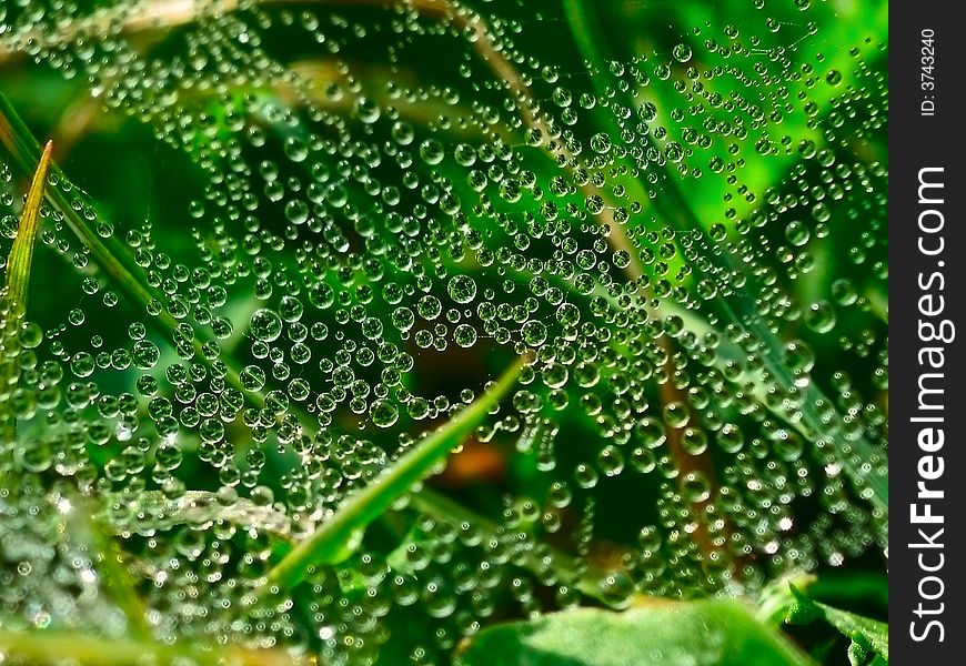 Morning. Green grass. There is a spider web on a grass. On the spider web of a drop of water. Morning. Green grass. There is a spider web on a grass. On the spider web of a drop of water.