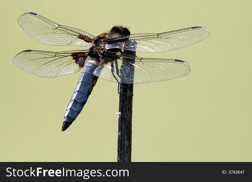 Close up of the dragonfly on the small branch.