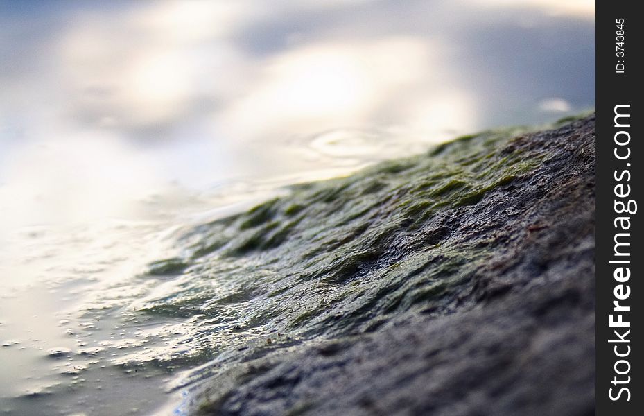 A stone with sea grass on in the water. A stone with sea grass on in the water.