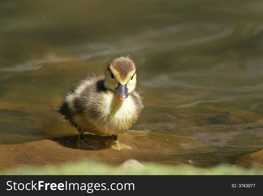 A beautiful baby duck just some days old ...