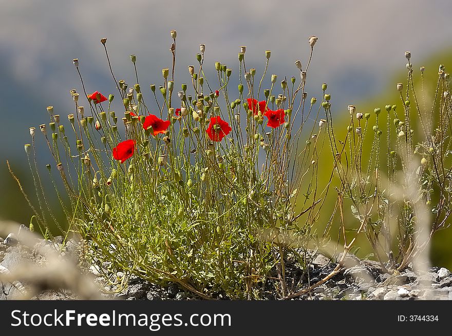 Red flowers in front of mountains in the Alps. Red flowers in front of mountains in the Alps