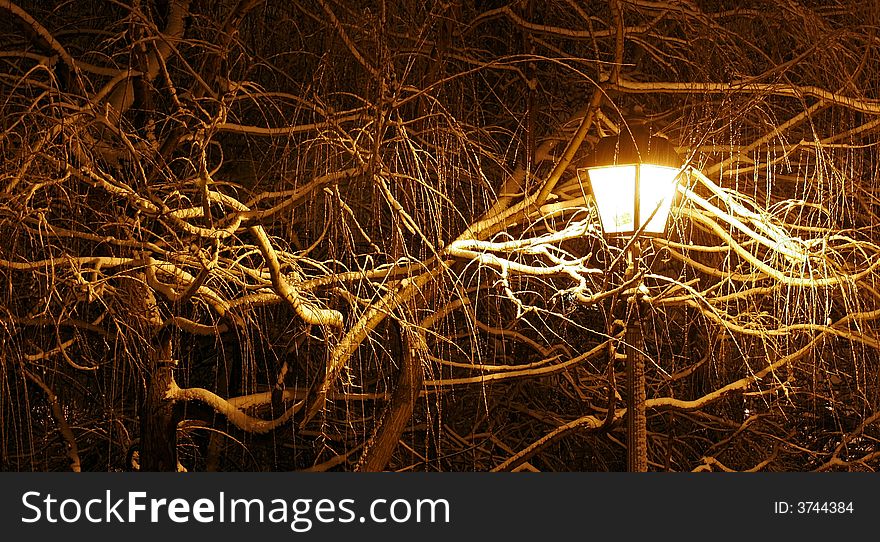 Tree in lamplight at night.