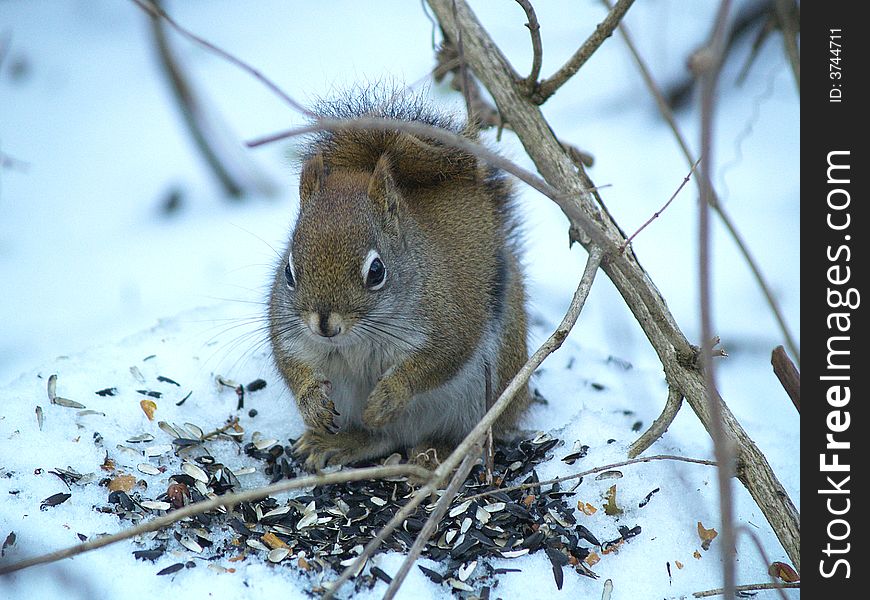 A red squirrel sits on a pile of sunflower seeds.