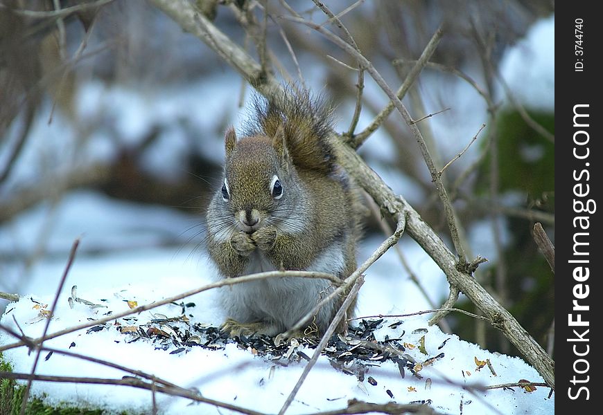 A red squirrel in the thin branches of a bush in winter. A red squirrel in the thin branches of a bush in winter.