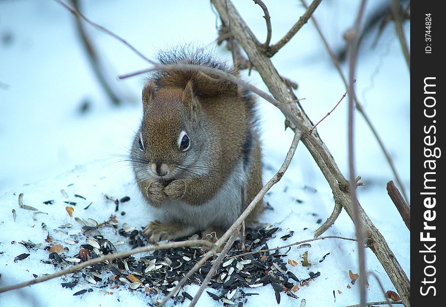 This little red squirrel enjoys sunflowers seeds, even when it's cold and snowy outside. This little red squirrel enjoys sunflowers seeds, even when it's cold and snowy outside.