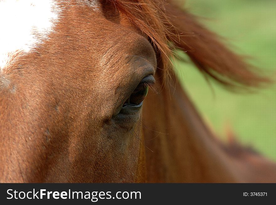 A close up of a sorrel horses eye. A close up of a sorrel horses eye