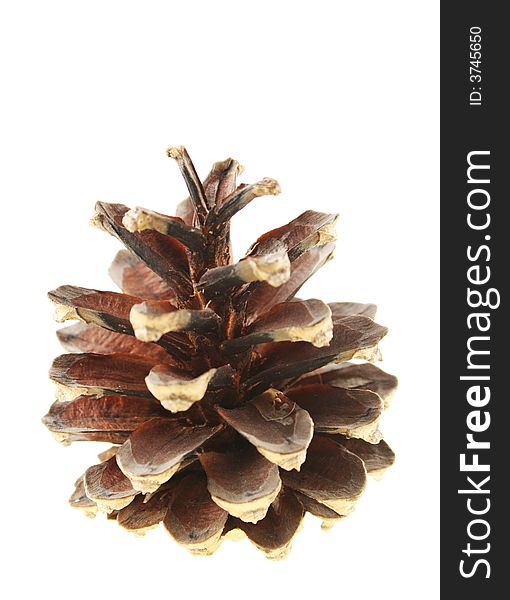 Pine Cone