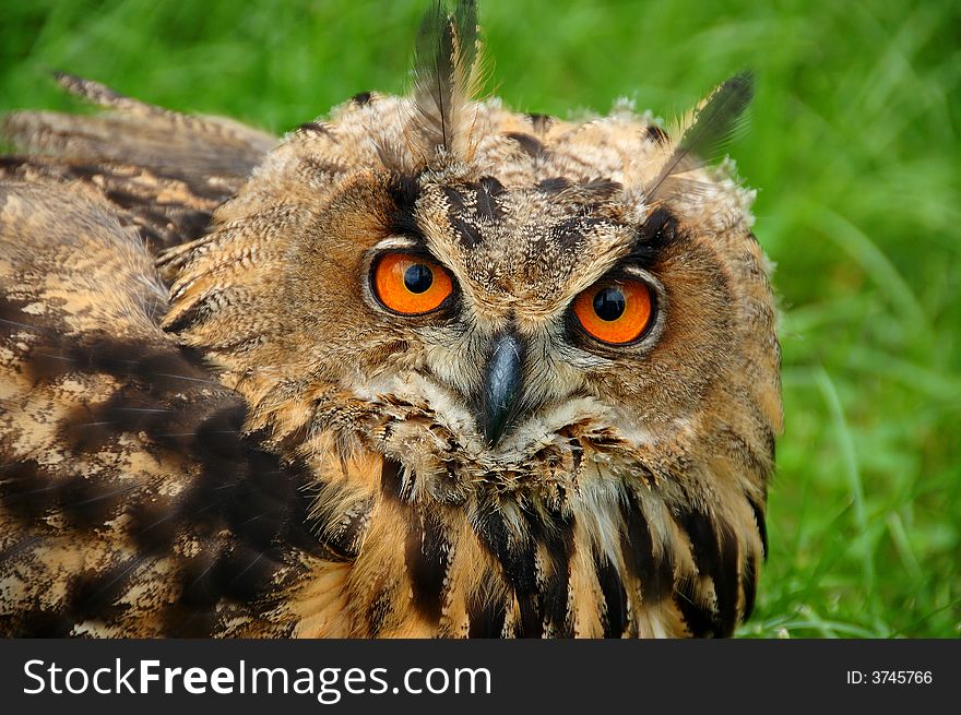 Close-up portrait of an owl with large orange eyes