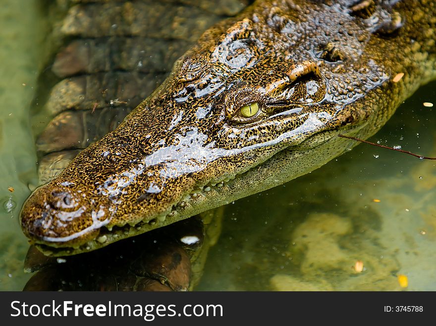 Crocodile in the water. Focus on the eyes.