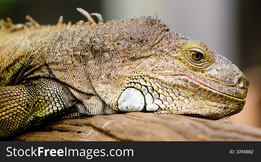 Iguana close-up. From zoo in Bangkok, Thailand.