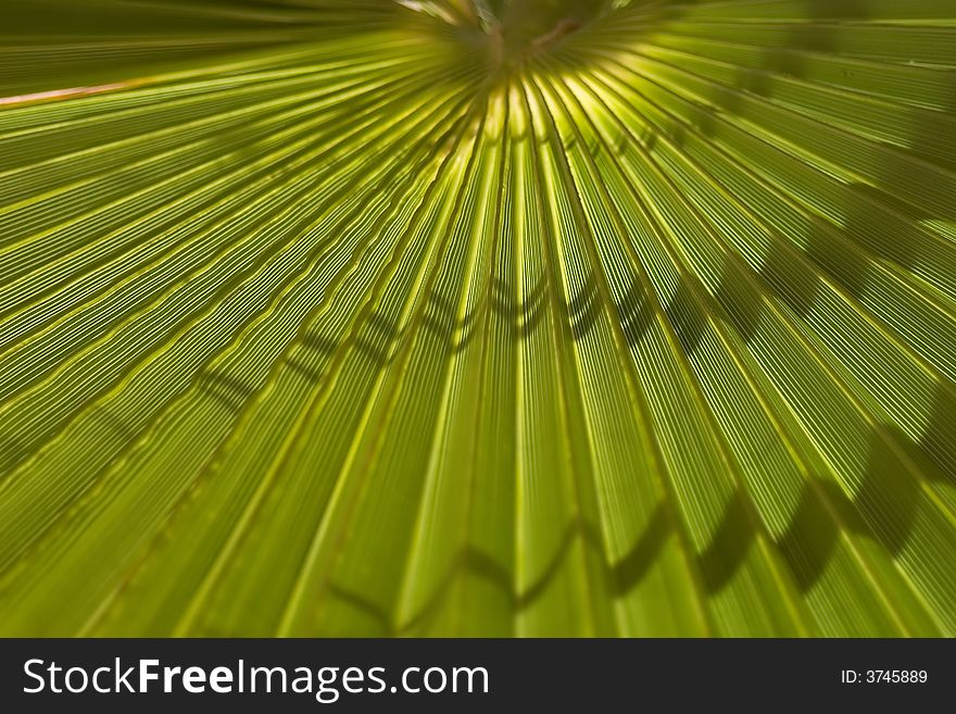 Background of a sheet of palm tree