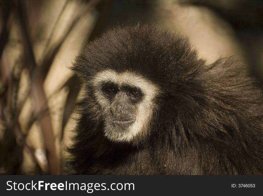 White-handed gibbon in closeup. White-handed gibbon in closeup.