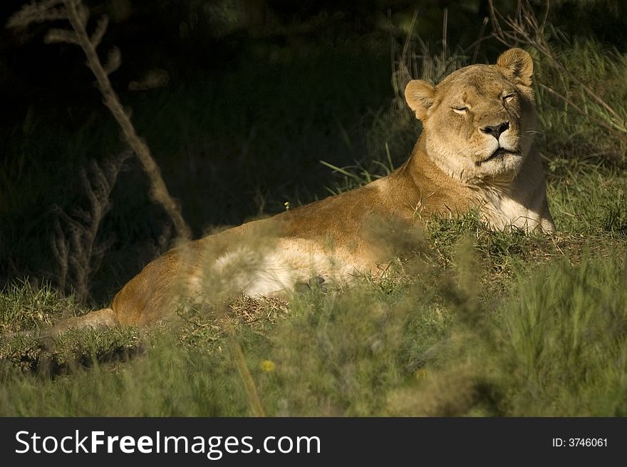 Lioness asleep in the sun in the grass. Lioness asleep in the sun in the grass