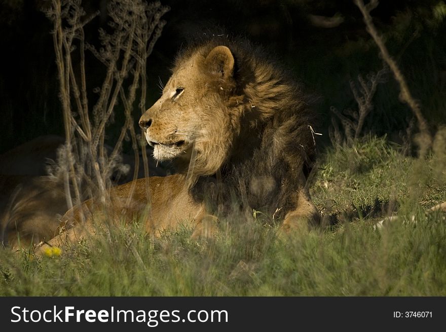 Lion king resting, would you want to be this close to him and on the ground?
