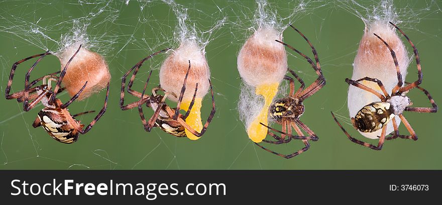 A series of photos of a black and yellow argiope spider making an egg case. A series of photos of a black and yellow argiope spider making an egg case.
