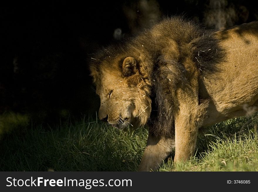 Lion moving into the shade to control temperature. Lion moving into the shade to control temperature