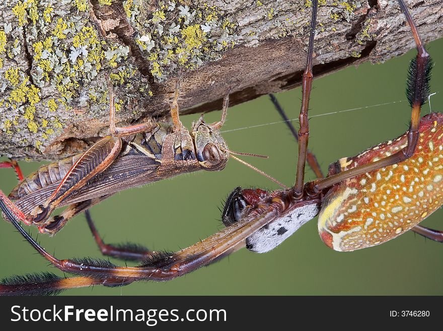 A banana spider is face to face with it's prey- a grasshopper. A banana spider is face to face with it's prey- a grasshopper.